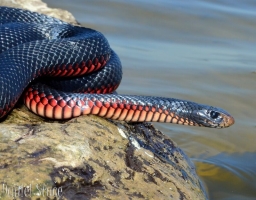red-bellied black 8