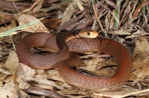 coastal taipan 2
