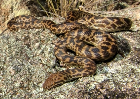 spotted python 1