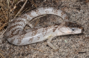 pink-tounge skink 4
