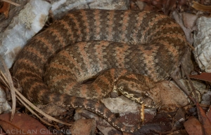 death adder 1