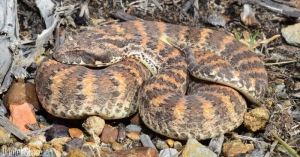 common death adder 6