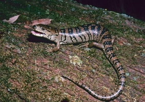 pink-tounge skink 1