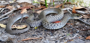 keelback snake 3