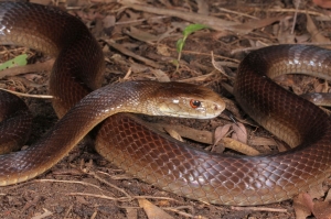 coastal taipan 1