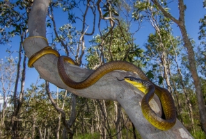 common tree