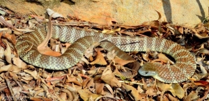 tiger snake 1