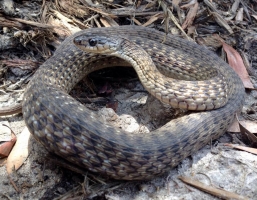 keelback 2