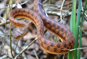 brown tree snake 4