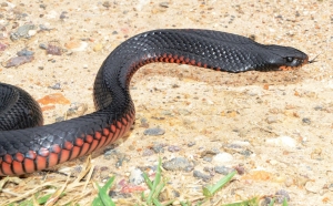 red-bellied black 3