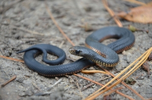red-bellied black 4