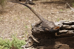 eastern bearded dragon 6