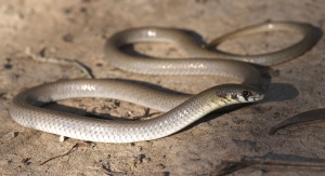 common scaly-foot 4
