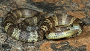 tiger snake 5