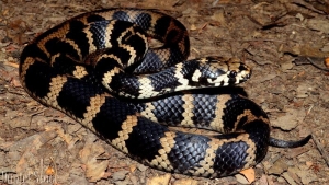 stephen's banded 4
