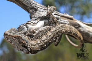 eastern bearded dragon 4