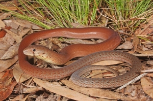 common scaly-foot 1