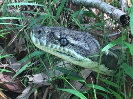 coastal carpet python 2