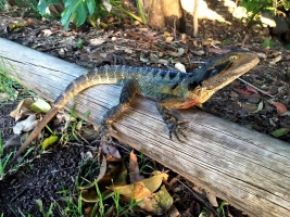 eastern water dragon 1