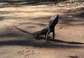 eastern bearded dragon 5