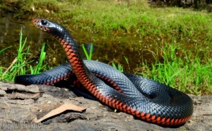 red-bellied black 7