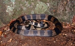 stephen's banded 3