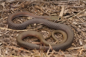 yellow-faced whip 1