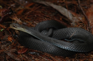 marsh snake 4