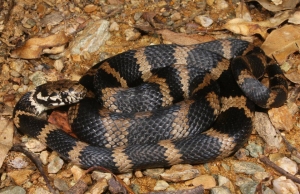 stephen's banded 2