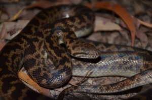 spotted python 3