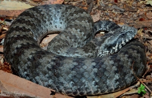 common death adder 7