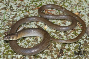 common scaly-foot 2