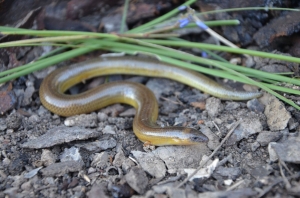 verreaux's skink 3