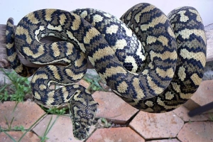 coastal carpet python 3