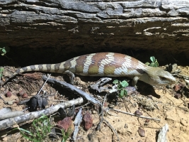 eastern blue-tongued skink 4