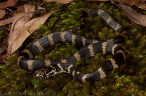 stephen's banded 1