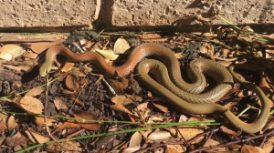 yellow-faced whip 2