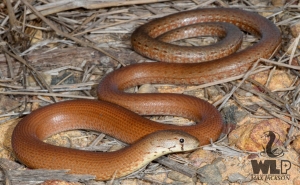 common scaly-foot 3