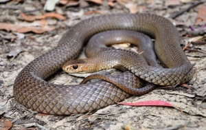 eastern brown 1