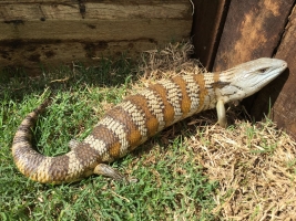 eastern blue-tongued skink 3