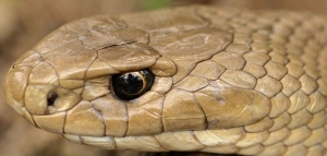 eastern brown 7