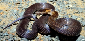 golden-crowned 4