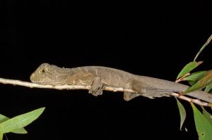 eastern water dragon 4
