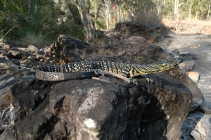 lace monitor 3