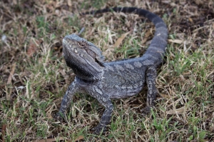 eastern bearded dragon 1