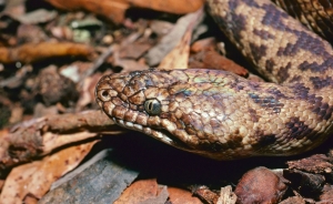 spotted python 3