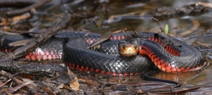 red-bellied black 2