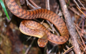 brown tree snake 3