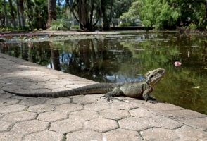eastern water dragon 5