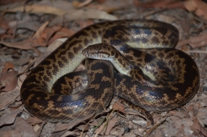 spotted python 2